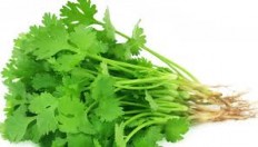 Fresh coriander