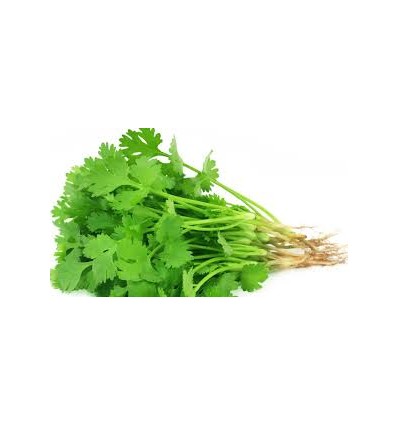 Fresh coriander