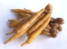 Kaempfer